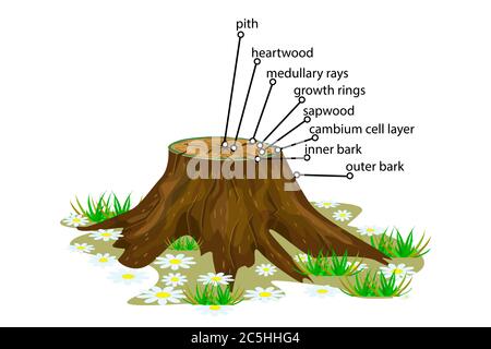 Anatomie d'un arbre. Structure de la coupe des couches de l'arborescence en coupe transversale. Schéma des couches de tronc d'arbre. Coupe transversale de tiges ligneuses. Vecteur de brut Illustration de Vecteur