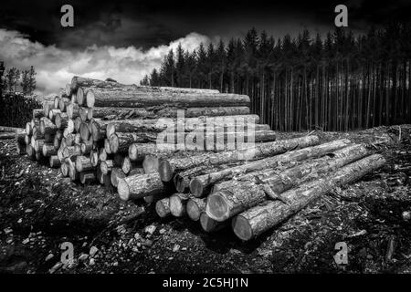 Grumes de pin de forêt, décortiquées par l'industrie forestière de bois d'œuvre image de monochome noir et blanc Banque D'Images