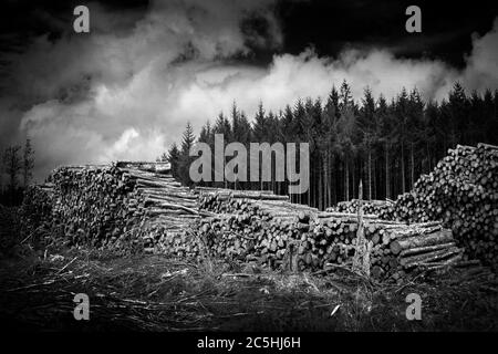 Grumes de pin de forêt, décortiquées par l'industrie forestière de bois d'œuvre image de monochome noir et blanc Banque D'Images