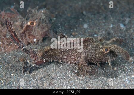 Paire de Scorpionfish Ambon, Pteroidichthys amboinensis, sur le sable, site de plongée de Aer Bajo, détroit de Lembeh, Sulawesi, Indonésie Banque D'Images