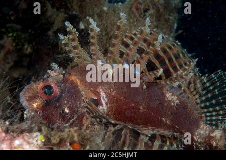 Poisson-Saint-nain, Dendrochirus brachypterus, exposition de épines, site de plongée Air Bajo, détroit de Lembeh, Sulawesi, Indonésie Banque D'Images