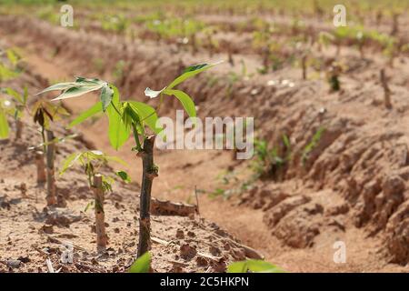 Une plantation de manioc faite dans des rainures pour planter dans une belle rangée. A vu un petit manioc. Banque D'Images