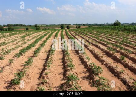 Une plantation de manioc faite dans des rainures pour planter dans une belle rangée. A vu un petit manioc et le ciel comme arrière-plan. Banque D'Images