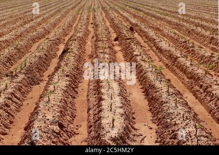 Une plantation de manioc faite dans des rainures pour planter dans une belle rangée. A vu un petit manioc. Banque D'Images