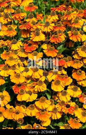 Helenium 'Sahin's Early Flowerer' et orange montant automne fleur communément connu comme éternuement comme les feuilles séchées peuvent être utilisées pour faire le tabac à priser Banque D'Images