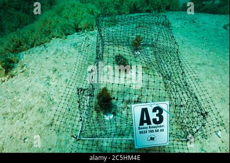 Un scientifique qui a mis en place des cages d'expérimentation macroalgagienne pour mesurer l'impact des rabbitpoissons envahissants Siganidae dans l'AR marine protégée de la Méditerranée turque Banque D'Images