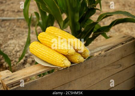 Le maïs jeune pousse sur un lit en été Banque D'Images