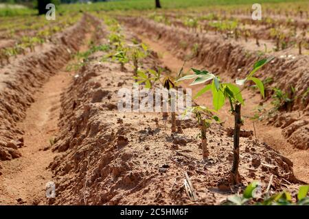 Une plantation de manioc faite dans des rainures pour planter dans une belle rangée. A vu un petit manioc. Banque D'Images