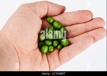 Grains de café vert cru en vue rapprochée isolée à la main Banque D'Images