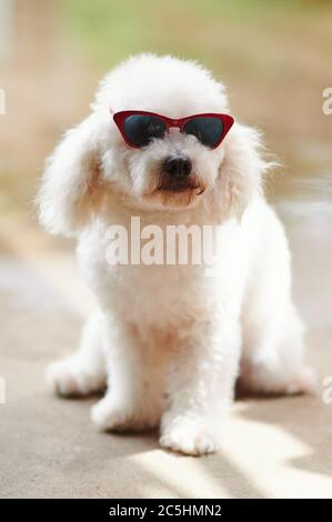 Adorable chien french Candle en portrait de lunettes de soleil en arrière-plan été Banque D'Images