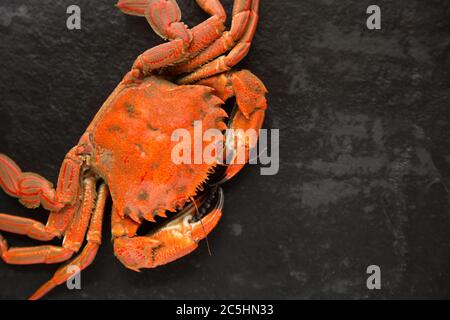 Un crabe de baignade en velours cuit, bouilli, un puber de Necora sur fond d'ardoise sombre. Bien que peu consommé au Royaume-Uni, les crabes Banque D'Images