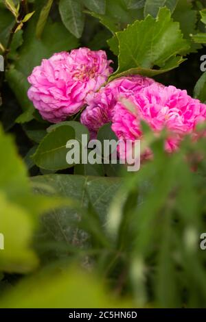 Rose peluche rose hid derrière les feuilles vertes Banque D'Images