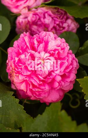 Rose peluche rose hid derrière les feuilles vertes Banque D'Images