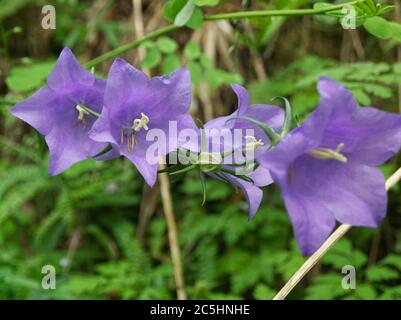 Les Campanulacées violets fleuissent en perspective avec un éclairage doux pendant l'été en Drôme France Banque D'Images