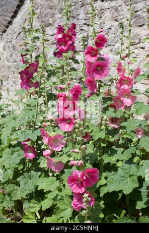 Grand rose commun hollyhocks une espèce de Mallow poussant contre un mur de pierre Banque D'Images