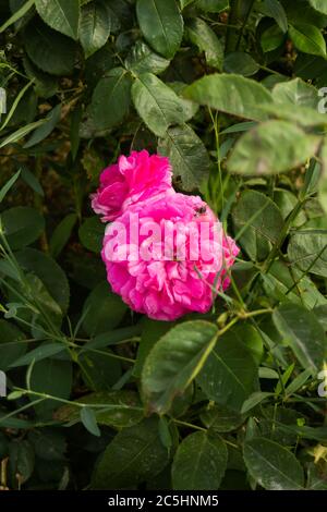 Rose peluche rose hid derrière les feuilles vertes Banque D'Images