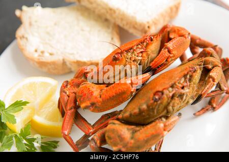 Deux crabes de baignade en velours cuits et bouillis, le puber de Necora, sur une assiette blanche. Bien que peu consommés au Royaume-Uni, les crabes sont exportés f Banque D'Images