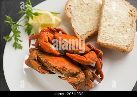 Deux crabes de baignade en velours cuits et bouillis, le puber de Necora, sur une assiette blanche. Bien que peu consommés au Royaume-Uni, les crabes sont exportés f Banque D'Images