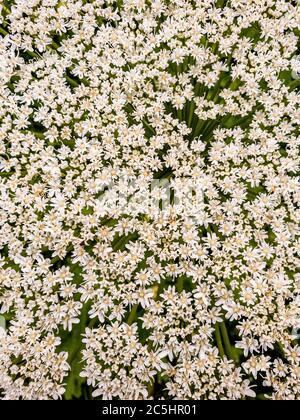 Le Heracleum sosnowskyi - la plante omadventice parapluie Banque D'Images