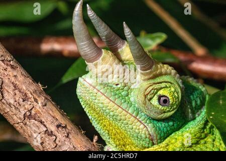 Gros plan Portrait détail d’un Chameleon de Jackson mâle (Trioceros jacksonii) montrant ses cornes et sa texture de peau. Banque D'Images