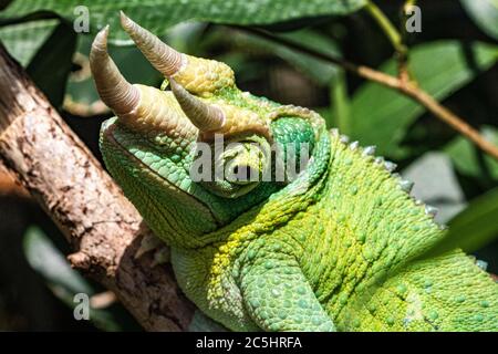 Gros plan Portrait détail d’un Chameleon de Jackson mâle (Trioceros jacksonii) montrant ses cornes et sa texture de peau. #2 Banque D'Images