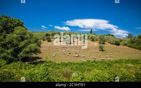 Shepherd et moutons dans la nature pour une promenade dans les pâturages de l'île d'Evia. Grèce. Banque D'Images