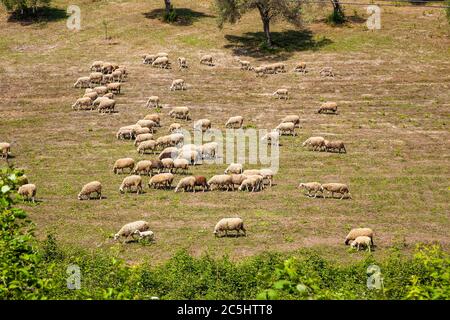 Shepherd et moutons dans la nature pour une promenade dans les pâturages de l'île d'Evia. Grèce. Banque D'Images