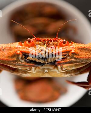 Un crabe de baignade en velours cuit, bouilli, seul, puber de Necora. Bien que peu consommés au Royaume-Uni, les crabes sont exportés du Royaume-Uni vers Banque D'Images