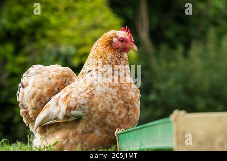 Poulet de poule aux poules sur une pelouse bien entretenue au début de l'été. Une paire, elle est gardée pour ses œufs et est libre de se déplacer dans le grand jardin. Banque D'Images