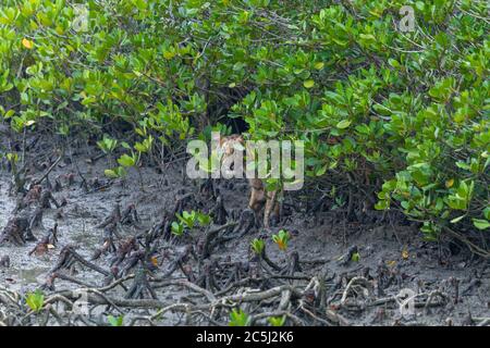 Tigre du Bengale ou Panthera Tigris tigris cub au parc national Sunderbans, Bengale-Occidental, Inde , la plus grande forêt de mangroves du monde. Banque D'Images