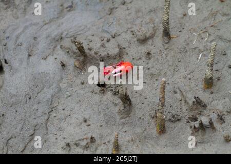 Crabe rouge dans les mangroves du parc national de Sundarbans, Bengale occidental Banque D'Images