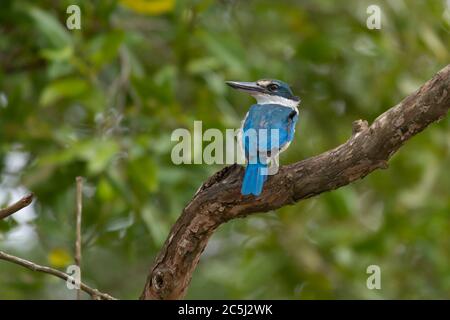 Kingfisher (Tobraphus chloris) dans la réserve de tigres de Sunderban, Bengale occidental Banque D'Images