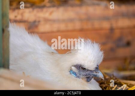 Silkie bantam poule vu assis sur une pochette d'oeufs, comme vu dans sa maison de poulet de fortune au début de l'été.