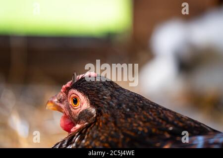 Foyer peu profond d'une étendue libre de bromody Hen vu assis sur un embrayage d'oeufs dans une maison de poule de fortune. Banque D'Images