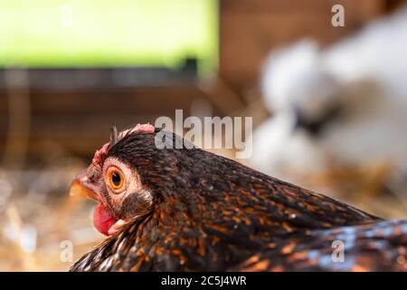 Foyer peu profond d'une étendue libre de bromody Hen vu assis sur un embrayage d'oeufs dans une maison de poule de fortune. Banque D'Images