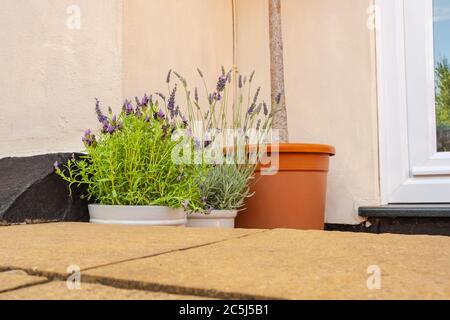 Gros plan d'une paire de plantes de lavande vues dans des pots de céramique avec une partie d'un grand, conifères ornementées, montrant est longue tige. Banque D'Images