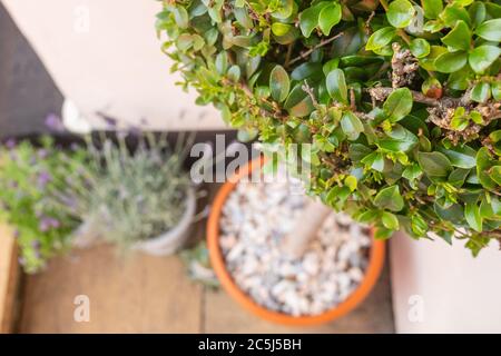 Gros plan d'une paire de plantes de lavande vues dans des pots de céramique avec une partie d'un grand, conifères ornementées, montrant est longue tige. Banque D'Images