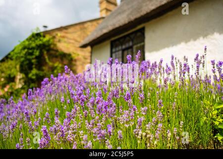 Vue panoramique peu profonde de belles plantes de lavande vu croissant dans un jardin d'avant d'un ancien cottage anglais. Banque D'Images