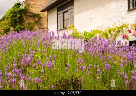 Vue panoramique peu profonde de belles plantes de lavande vu croissant dans un jardin d'avant d'un ancien cottage anglais. Banque D'Images