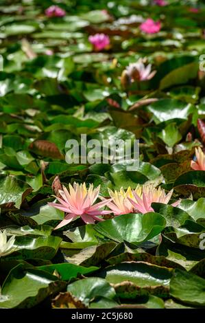 Nénuphars rouges AKA Nymphaea alba F. rosea dans un lac Banque D'Images