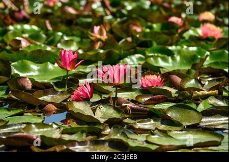 Nénuphars rouges AKA Nymphaea alba F. rosea dans un lac Banque D'Images