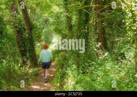 Femme vue en utilisant un poteau de randonnée, suivant un sentier de nature à un réservateur de nature populaire pendant le milieu de l'été. Banque D'Images