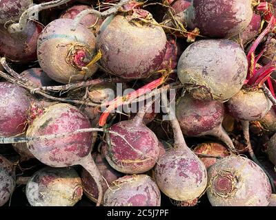 Gros plan de la pile isolée de betteraves fraîches de la harvelle sur le marché agricole - Allemagne Banque D'Images