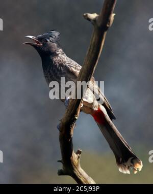 Bulbul des jardins (pycnonotus cafer Red-Vented) Banque D'Images