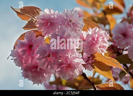 Prunus Kanzan Banque D'Images