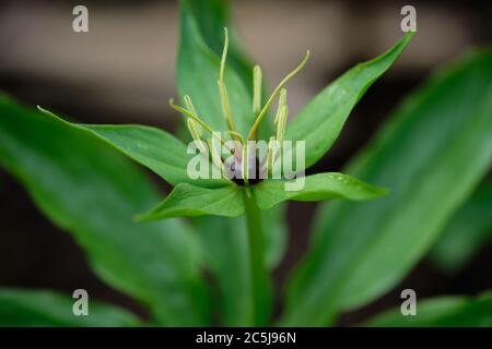 Herb-paris - Paris quadrifolia - nœud de l'amoureux vrai - Vargbær Banque D'Images