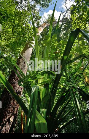 Forêt tropicale de Zanzibar Jozani. Zone de conservation de la baie de Jozani-Chwaka, Tanzanie, Afrique Banque D'Images