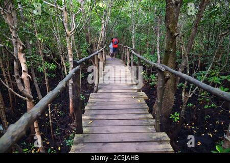 Couple de touristes sur le pont en bois dans la forêt dense de mangrove. Tanzanie, Zanzibar. Afrique. Parc national de Jozani Banque D'Images