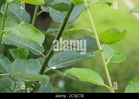 une mouche à ichneumon noire avec des pattes orange sur une feuille verte Banque D'Images