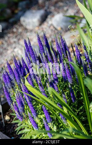 'Royal candles' Spike Speedwell, Axveronika (Veronica spicata) Banque D'Images